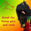 My Name is Bo da Bong, Funny Squeaky Weed Dog Toy, Cute Stuffed Parody Rasta Pot Bong, Cool Plush 420 Novelty Gift for Puppies & Small