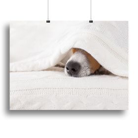 Jack russell dog sleeping under the blanket Canvas Print or Poster (Type: Standard Framed Canvas Print, size: 12" x 8" / 30cm x 20cm (approx))