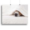 Jack russell dog sleeping under the blanket Canvas Print or Poster