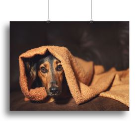 Small black and brown dog hiding under orange blanket Canvas Print or Poster (Type: Standard Framed Canvas Print, size: 28" x 20" / 70cm x 50cm (approx))