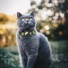 For AirTag Tracker Silicone Case Rainbow Gradient Pet Collar
